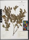 Foto von Salix purpurea L.